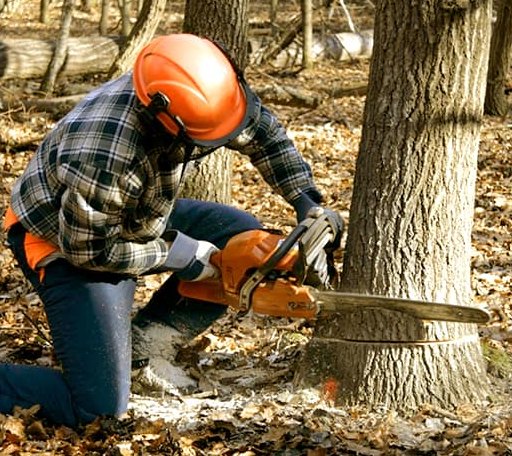 Tree Removal in Pearisburg, VA